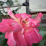 IMG 0673