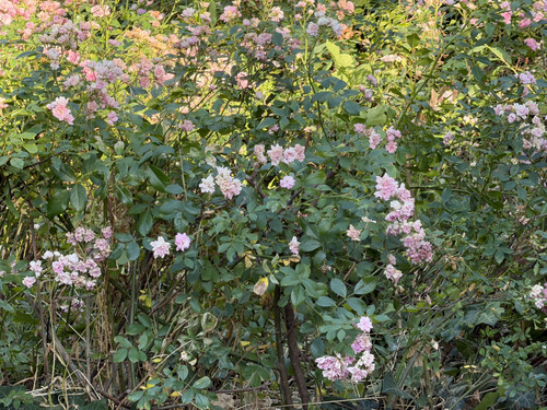 IMG 0677.jpg