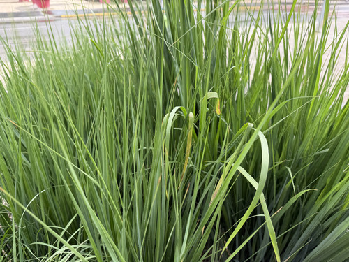 IMG 0265