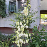 IMG 0284