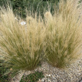 IMG 0510