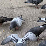 IMG 0191
