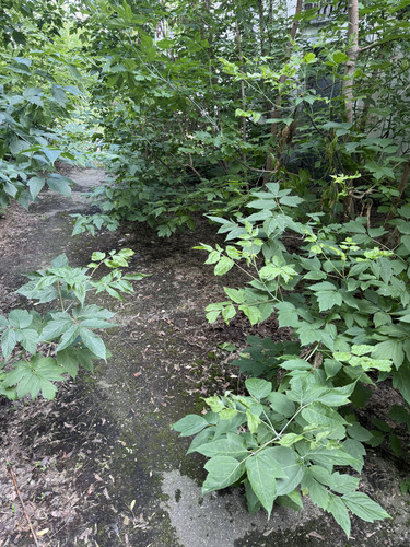 IMG 4105.jpg