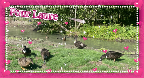 IMG 3650 pour laure v4.png