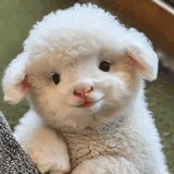 682346951.gif