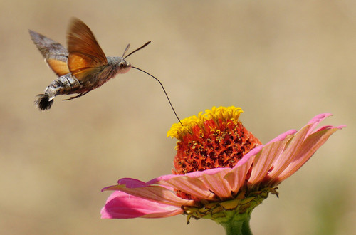 1920px Hummingbird hawk moth straw streched.jpg