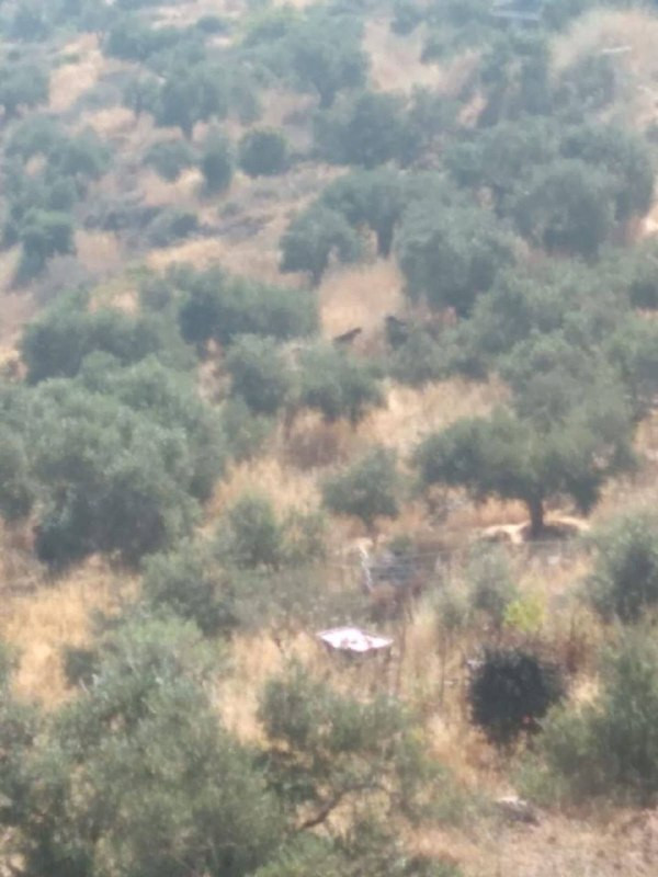 صورة الخبر