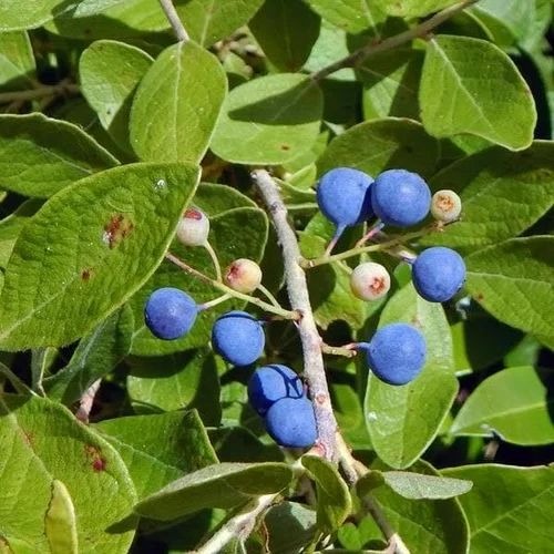 nurserylive rudraksha tree plant.jpg