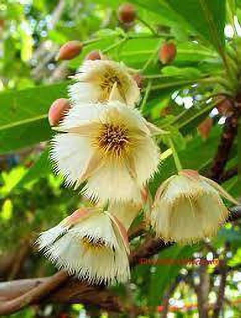 yes perennial yes rudraksh plant.jpg