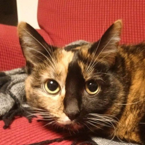 cat.jpg