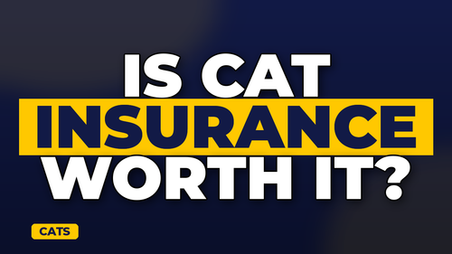 thumb cat insurance do you really need it landscape.png