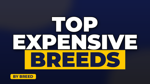 thumb average pet insurance cost by breed landscape.png