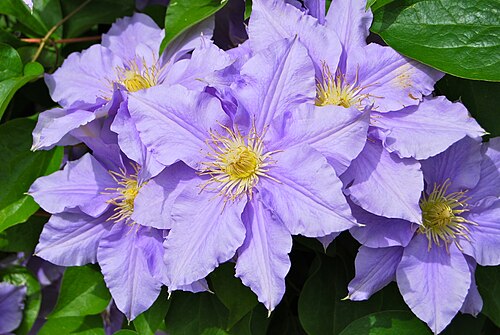 500px PurpleClematis1.jpg