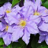 500px PurpleClematis1