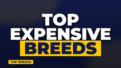 thumb dog breeds with highest insurance rates landscape.png