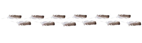 feather divider removebg preview.png
