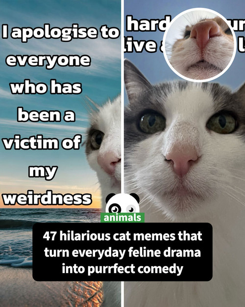 catscouple making memes mrsmiuki sharing.jpg