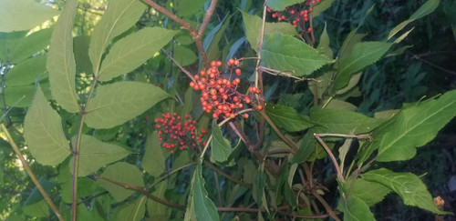 e68124c3d54d.jpg