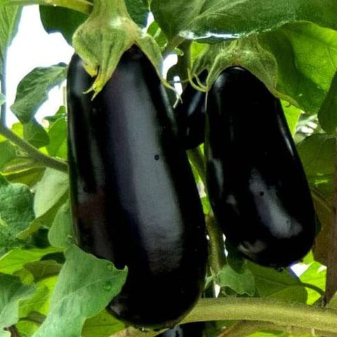 100 brinjal round improved heirloom vegetable seeds rb684 original imagngx6gh7mcs6c.jpg