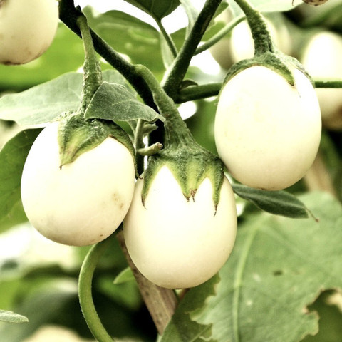 100 gardening white brinjal egg plant seeds qualtivate original imah8f5n2bk77kpe.jpg