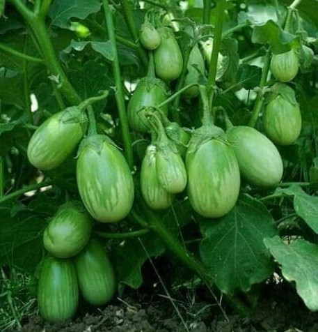 91 bdsf1 brinjal seeds bdsresolve original imagtjhxaesjjvdx.jpg