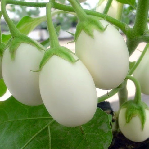 50 white brinjal seeds msg original imagvr6hrxyuvwzd.jpg
