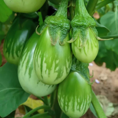 5 brinjal green hybrid seeds hara baingan eggplant eshoptail original imahyajazjxtgntp.jpg