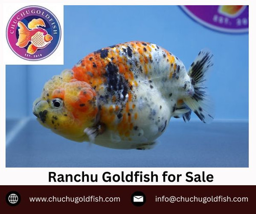 Ranchu Goldfish for Sale.jpg