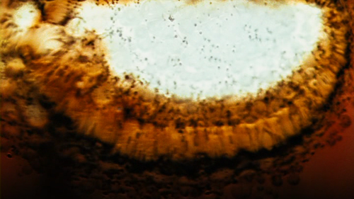 vlcsnap 2026 08 01 10h13m49s277.png