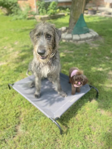 Dog Boarding Ontario.jpg