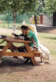 CSET8Qf.gif