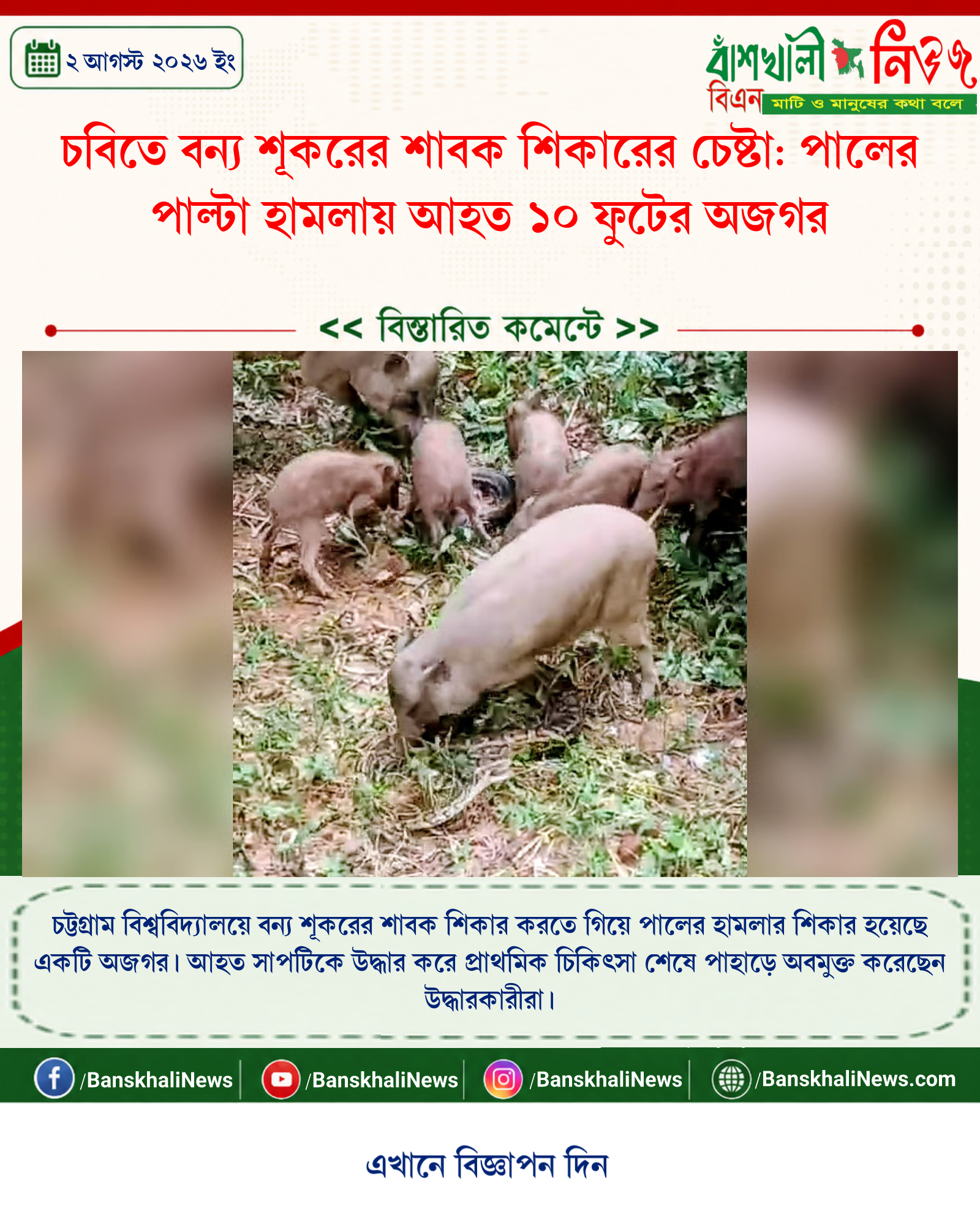 চবিতে বন্য শূকরের শাবক শিকারের চেষ্টা: পালের পাল্টা হামলায় আহত ১০ ফুটের অজগর