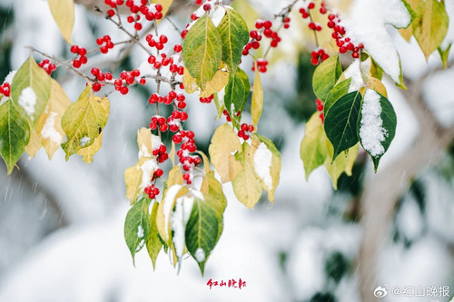 900995c8ly1hjlj18p61cj20zk0npwi3.jpg