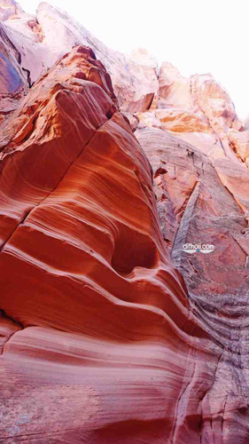 antelope 2.jpg