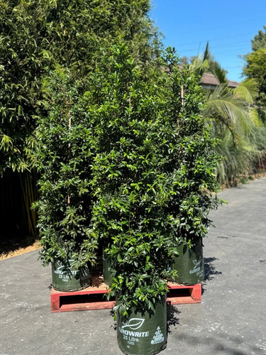 Bamboo Screening in Sydney | Best Privacy Screening Plants.jpg