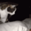4217112040.gif
