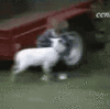 img (2) (1).gif