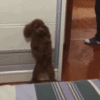 img (8).gif