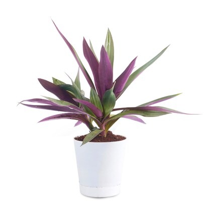 phulwa garden live plant rhoeo n.jpg