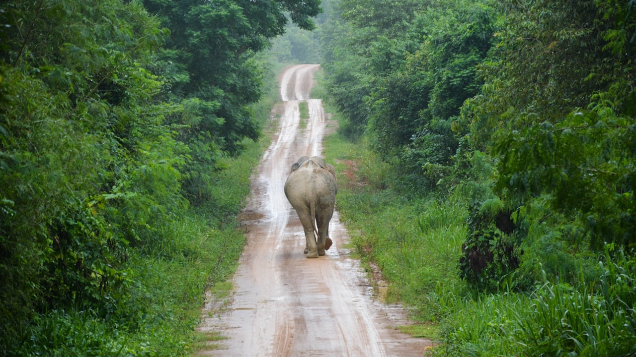 Thailand Jungle Trekking — Best National Parks and Where to Stay