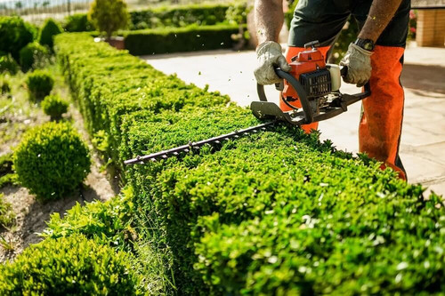 Best service for Hedges in Walthamstow.jpg