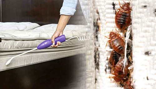 Best service for Bed Bugs Exterminator in Plumstead.jpg