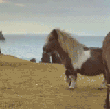 pony haters.gif