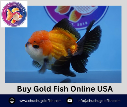 Buy Gold Fish Online USA.jpg