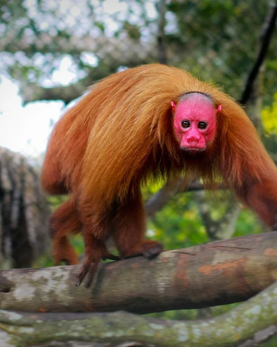 the very unique bald uakari v0 xwvfzh5iyey01.jpg