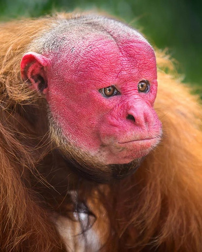 the bald uakari is terrifying v0 gza7ecunls861.jpg