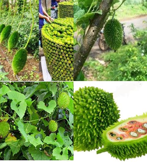 13 kantola seeds desi beez ibains original imahazynhyznnjhj.jpg