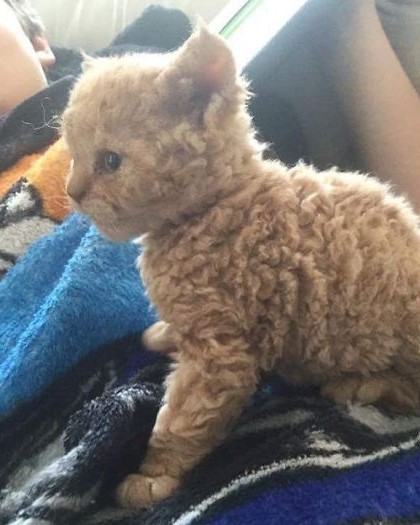 curly kittens selkirk rex breed miss depesto 1 598d714fa0e5a 700.jpg