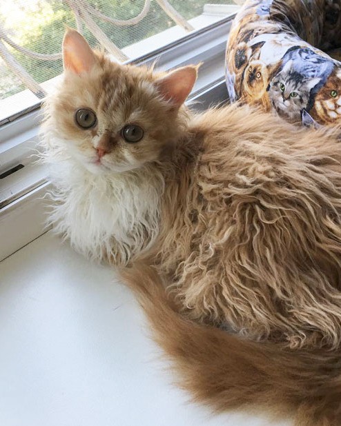 curly kittens selkirk rex breed miss depesto 11 598d72e5a6678 700.jpg