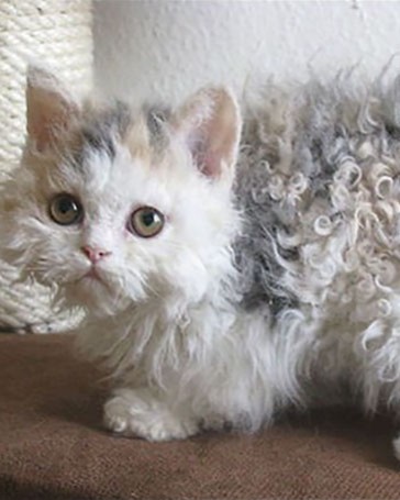 curly kittens selkirk rex breed miss depesto 6 598d7266f410d 700.jpg